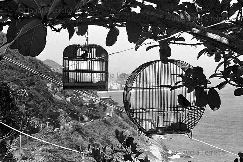 Remoção do Vidigal